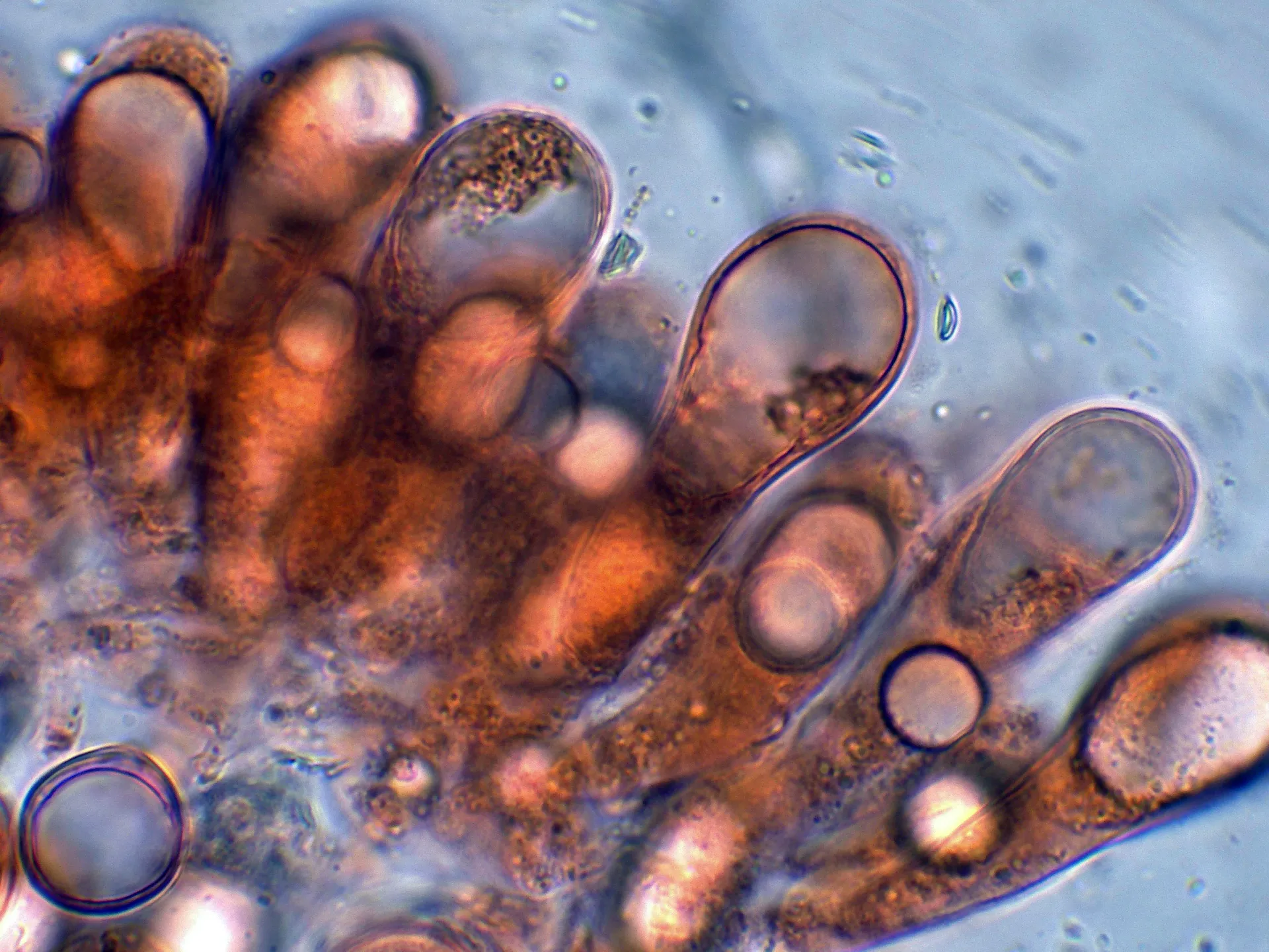 Microscopía de Oudemansiella cubensis - 10 - Basidios-002